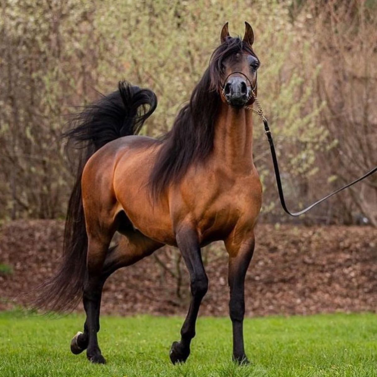 A beautiful brown Arabian horse walks on a green lawn.