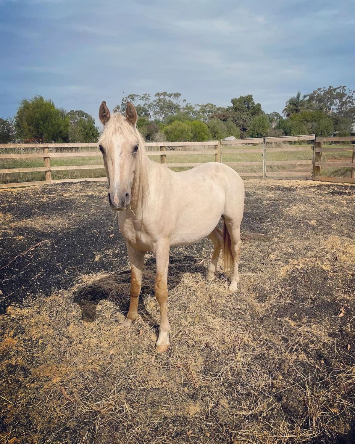 An elegant Australian Riding Pony stands on a ranch.