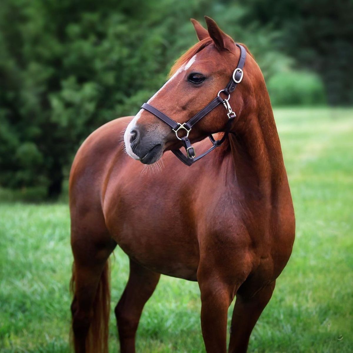 A brown-red Caspian Horse stands on a meadow.