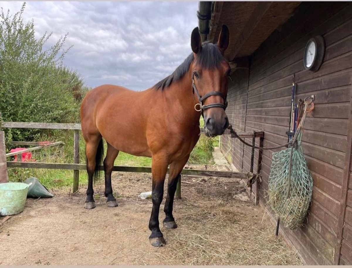 An elegant brown Cleveland Bay Horse stands near a stable.