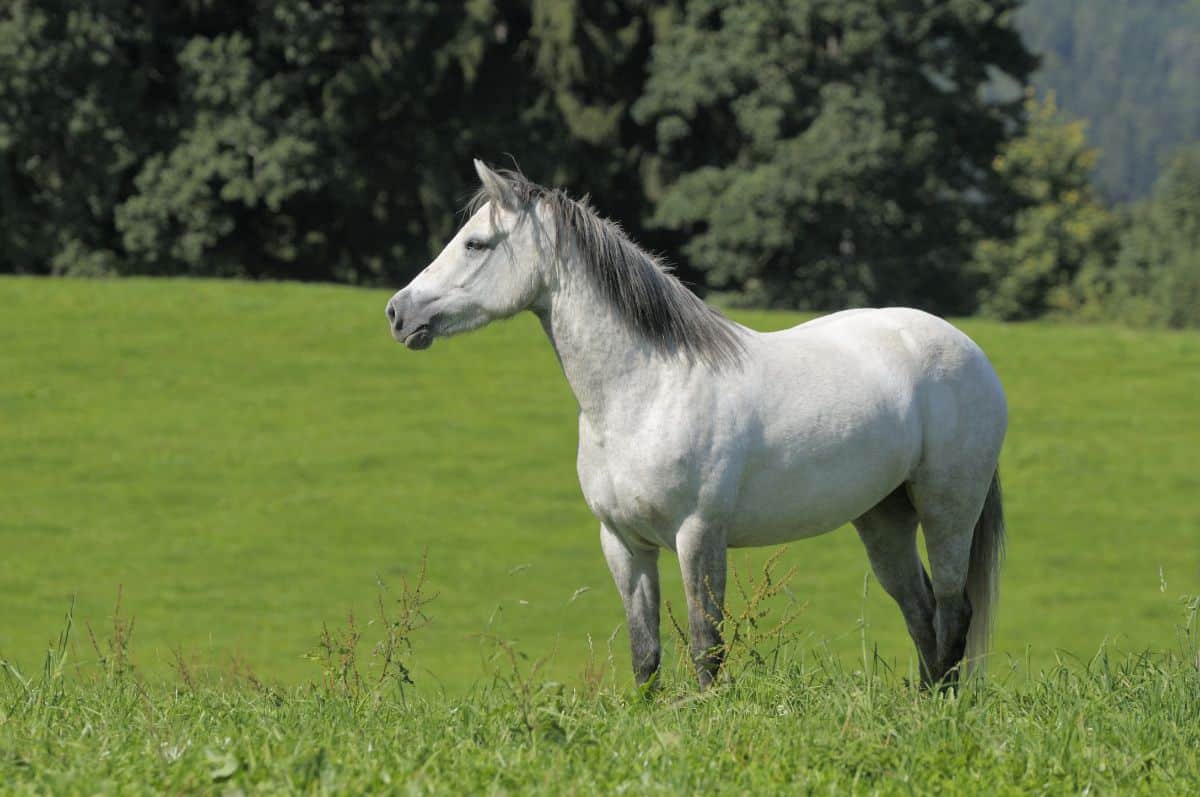 An adorable Connemara Pony stands on a meadow.