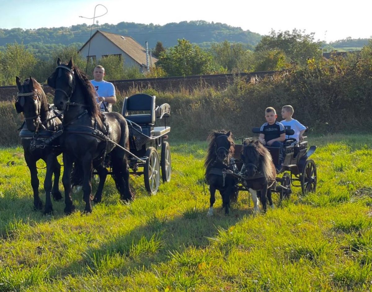 Friesian Horses pull a wagon.