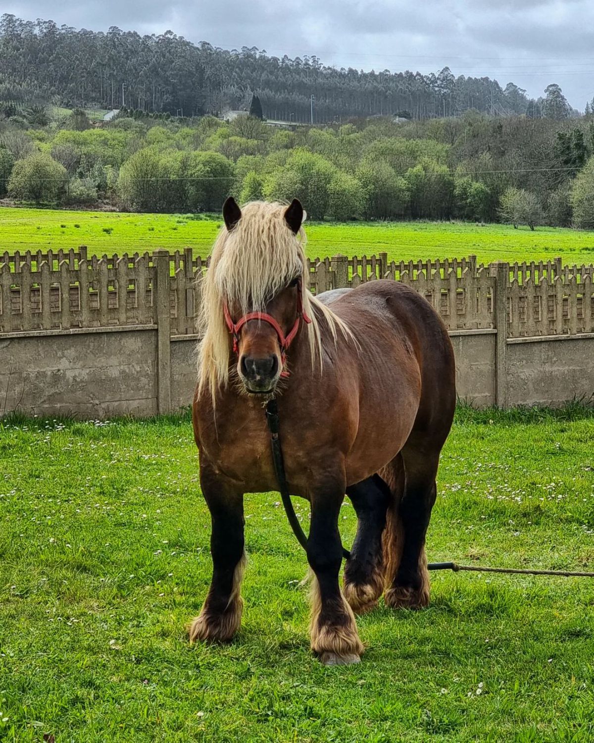An adorable brown Hispano-Breton horse with a white mane stands on a ranch,