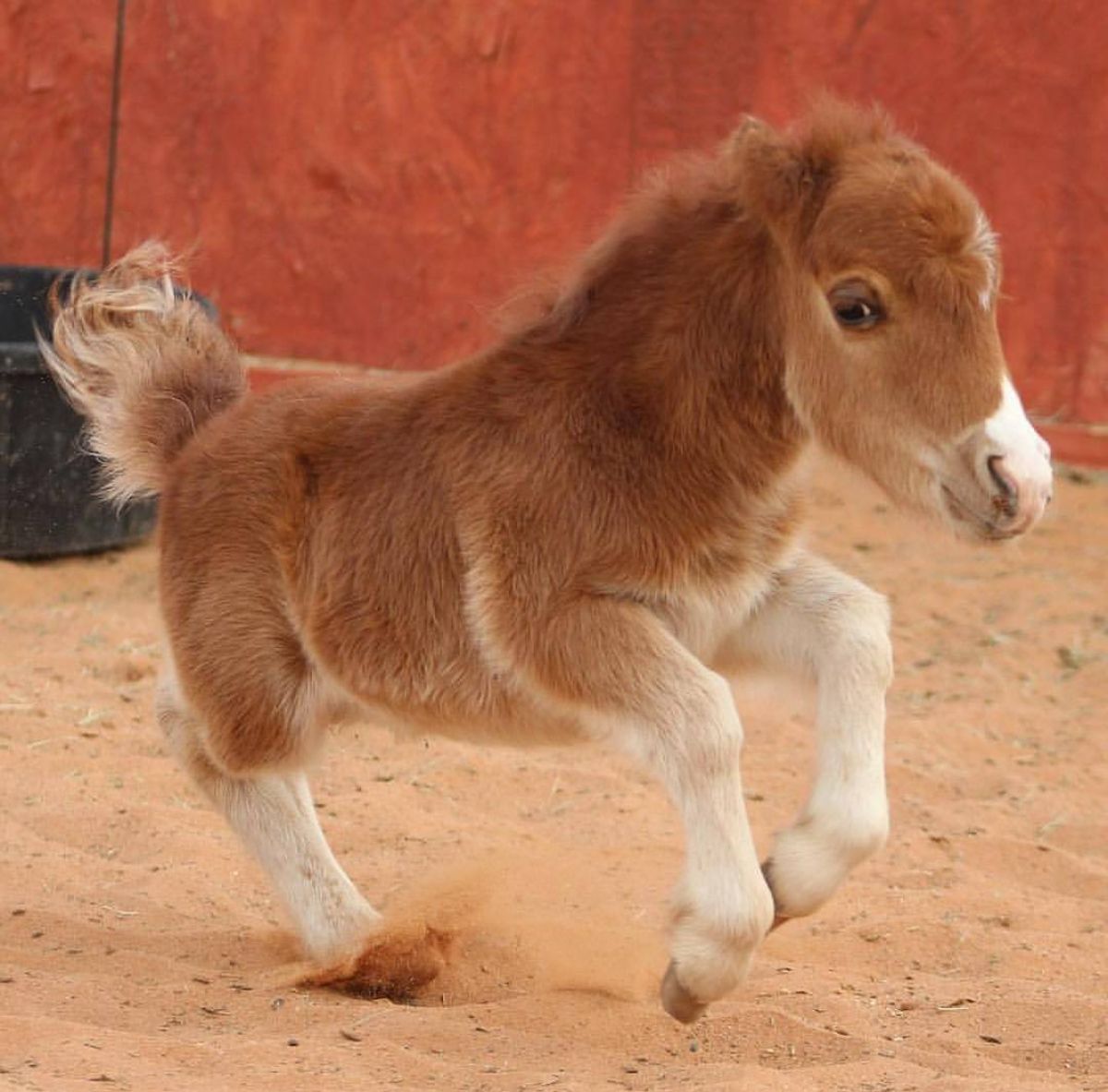 An adorable brown pony runs on a sandy ground.
