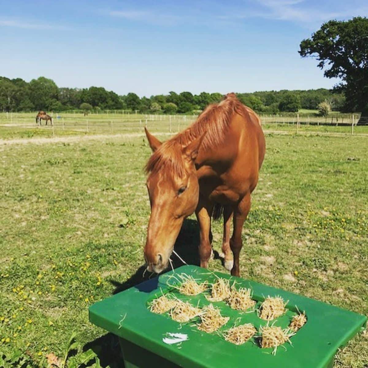 A brown horse grazes from a plastic horse feeder.