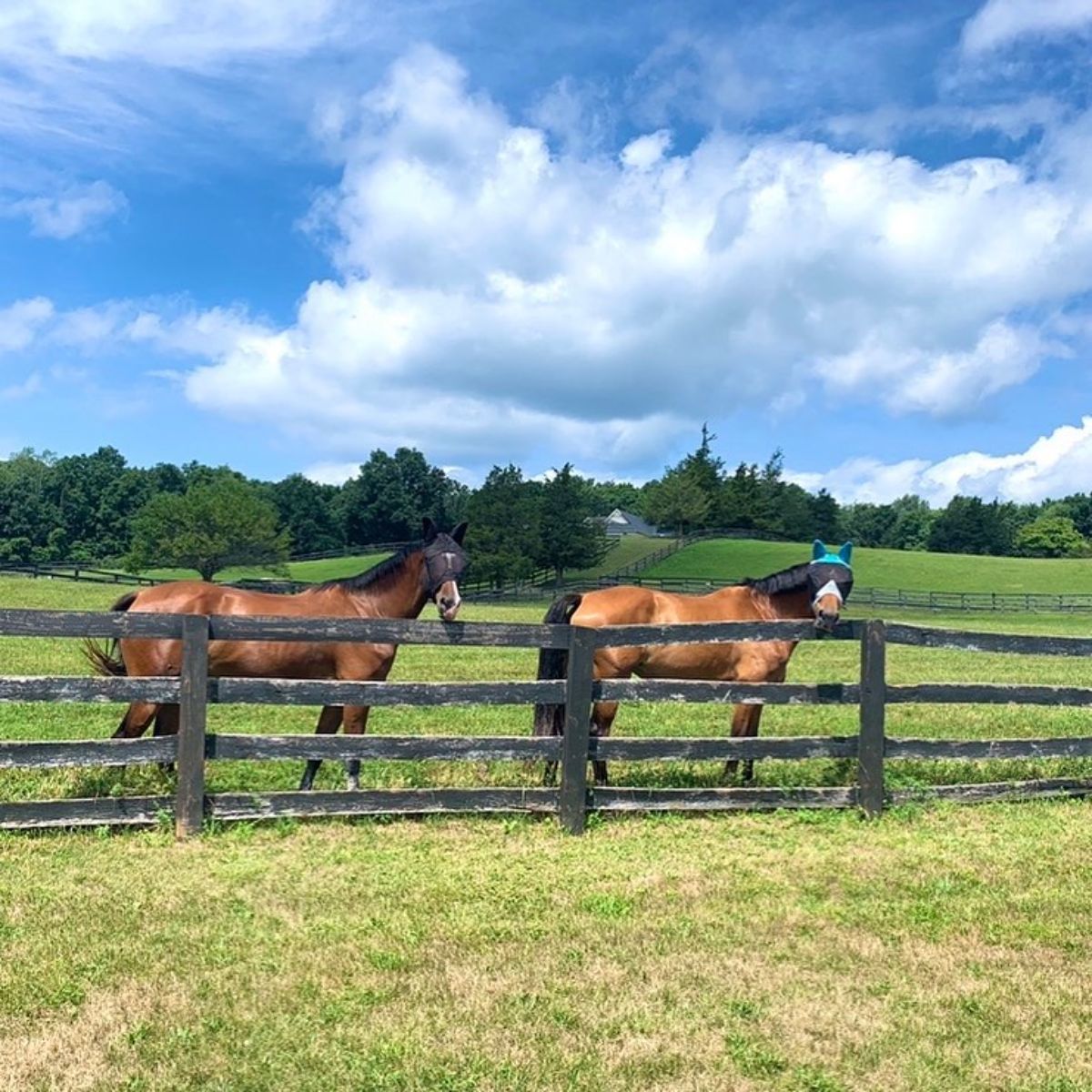 Two brown horses with masks stand near a wooden fence.