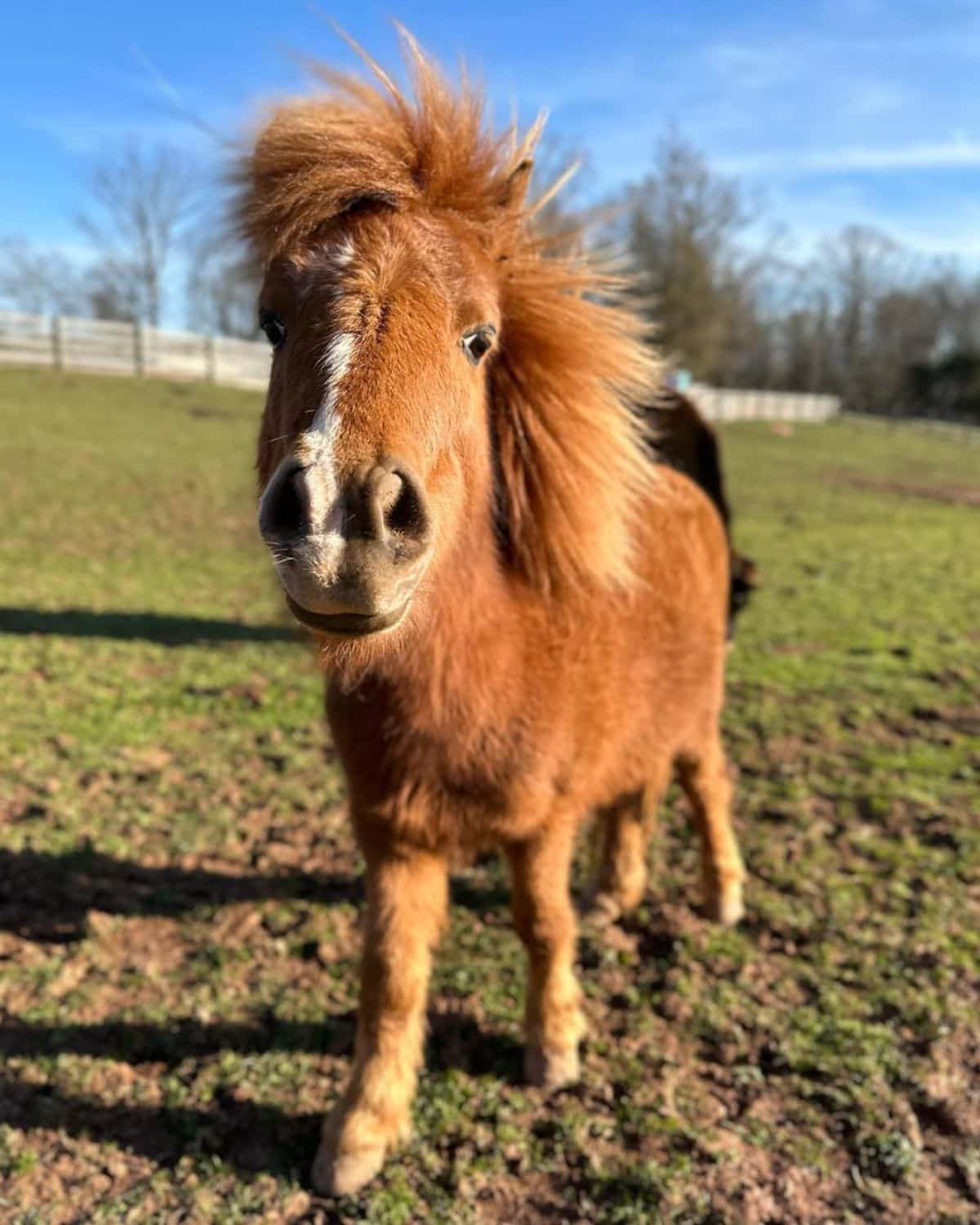 An adorable brown Miniature Horse looking into a camera.