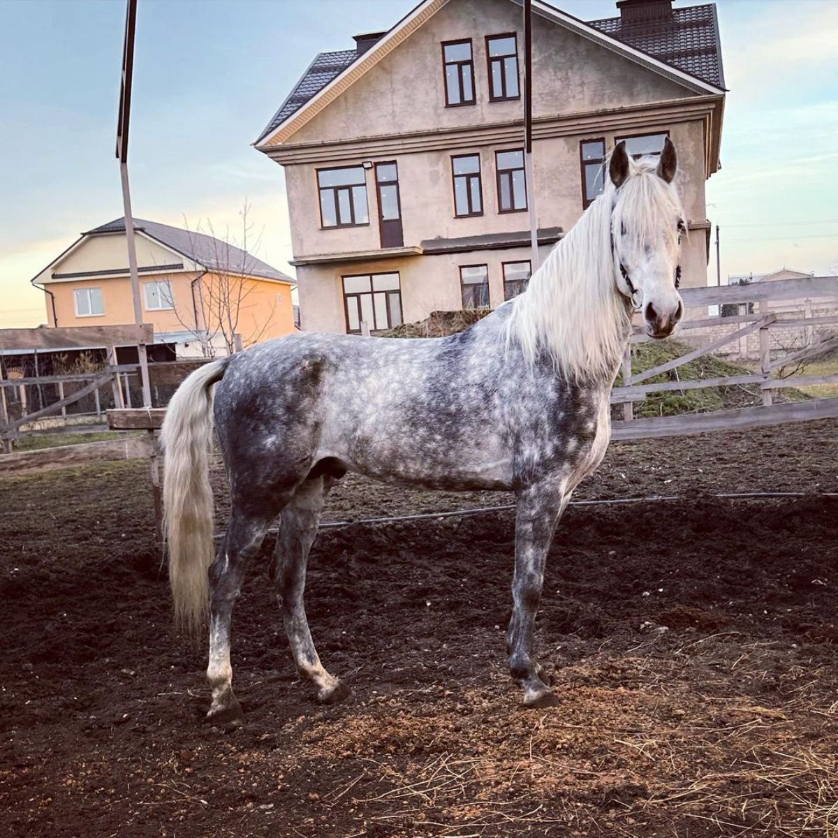 A beautiful tall Orlov Trotter horse stands on a ranch.