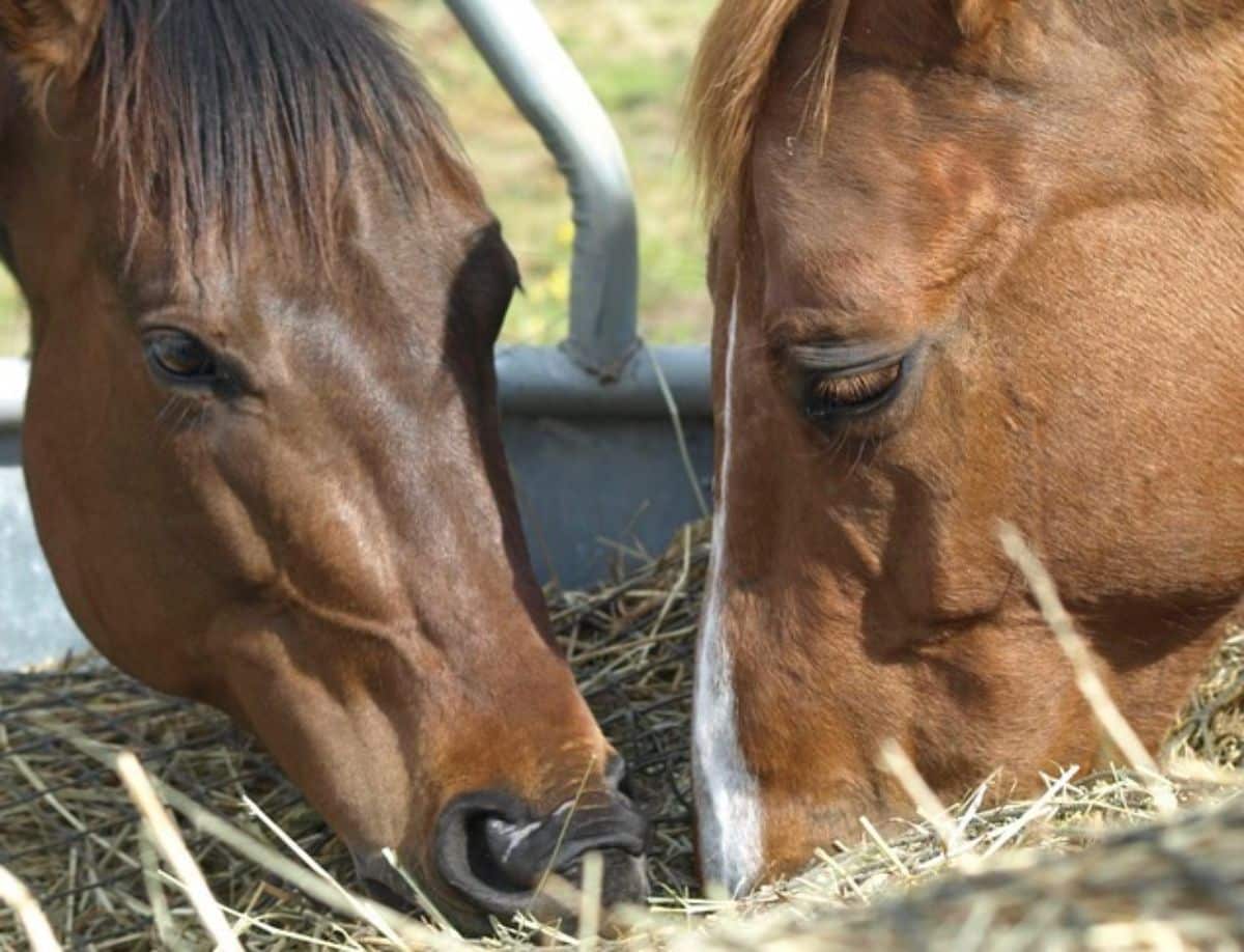 Two brown horses graze very close to each other.