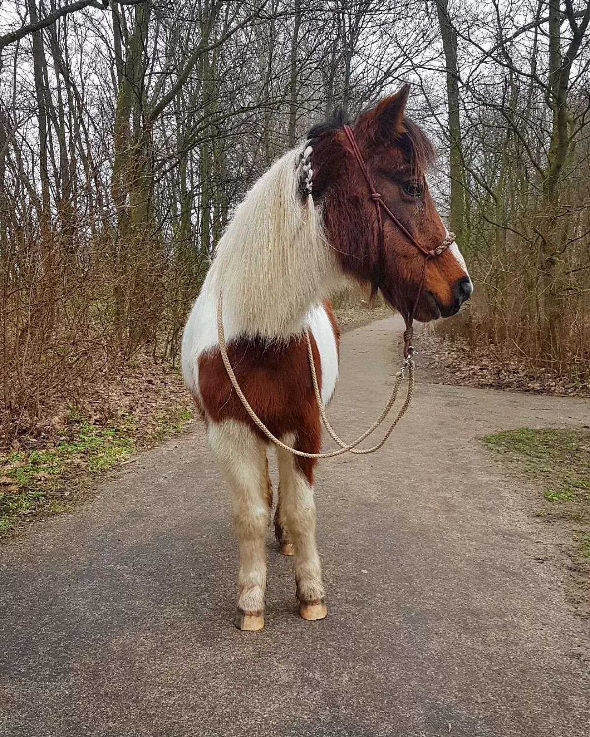 An adorable white-brown Welsh Pony stands on a road.