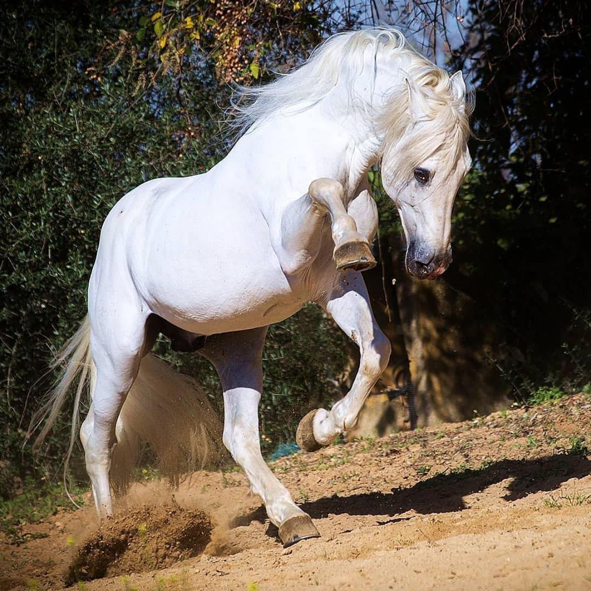 A beautiful white Andalusian Horse jumps on the ground.