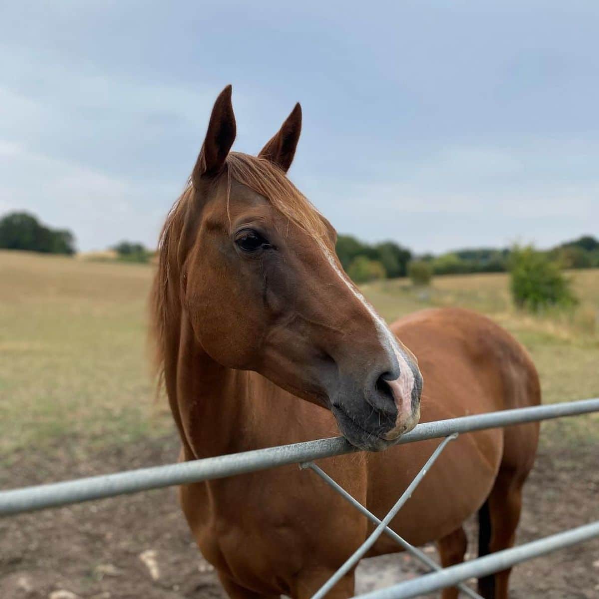 An elegant brown Appaloosa horse peeking over a metal fence.