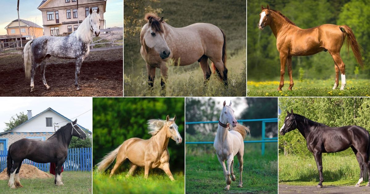 7 Beautiful Russian Horse Breeds (with Photos) facebook image.