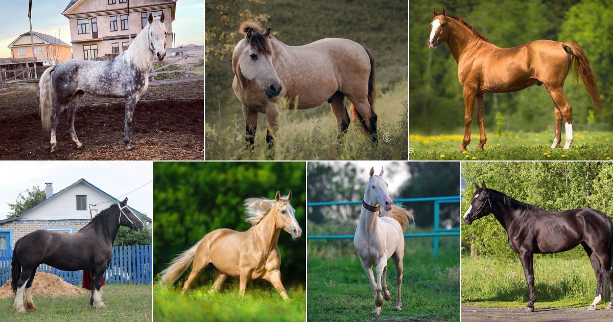 These Gorgeous Horse Breeds All Have Amazing Hair