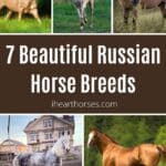 7 Beautiful Russian Horse Breeds (with Photos) pinterest image.