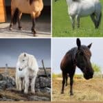 7 Best Horse Breeds for Elderly People (Calm & Sweet) pinterest image.