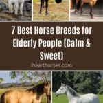 7 Best Horse Breeds for Elderly People (Calm & Sweet) pinterest image.