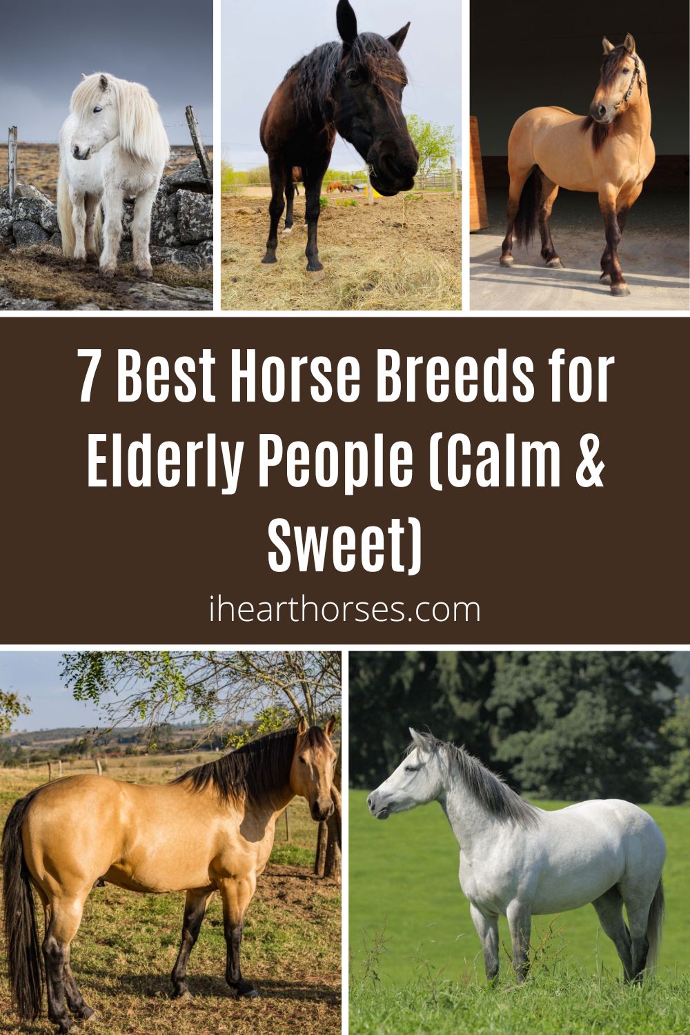 7 Best Horse Breeds for Elderly People (Calm & Sweet)