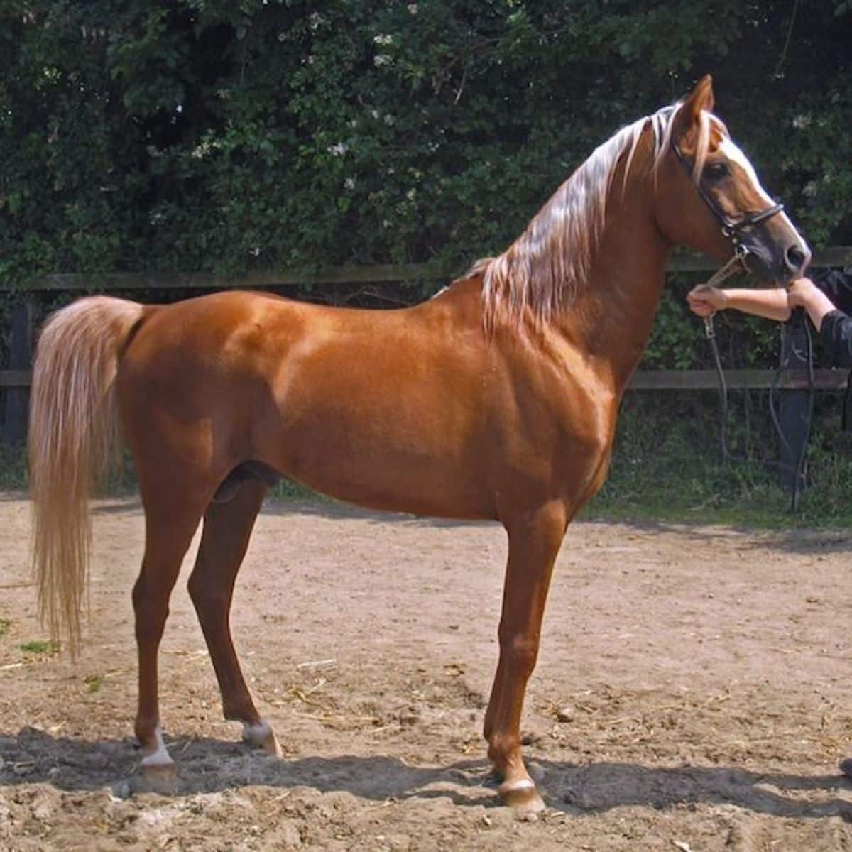 A brown Caspian Horse with a white mane.