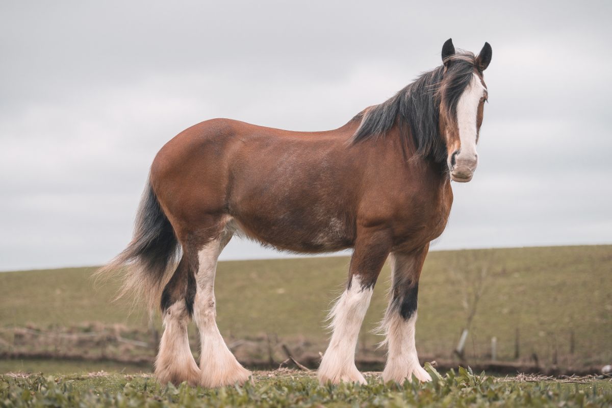 A huge Clydesdale horse with feathered legs stands on a field.
