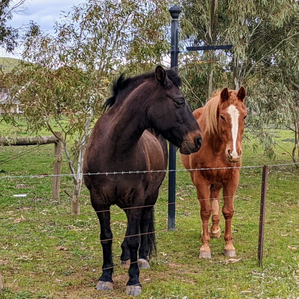 A dark brown Coffin Bay Pony with its mate stands near a wire fence.