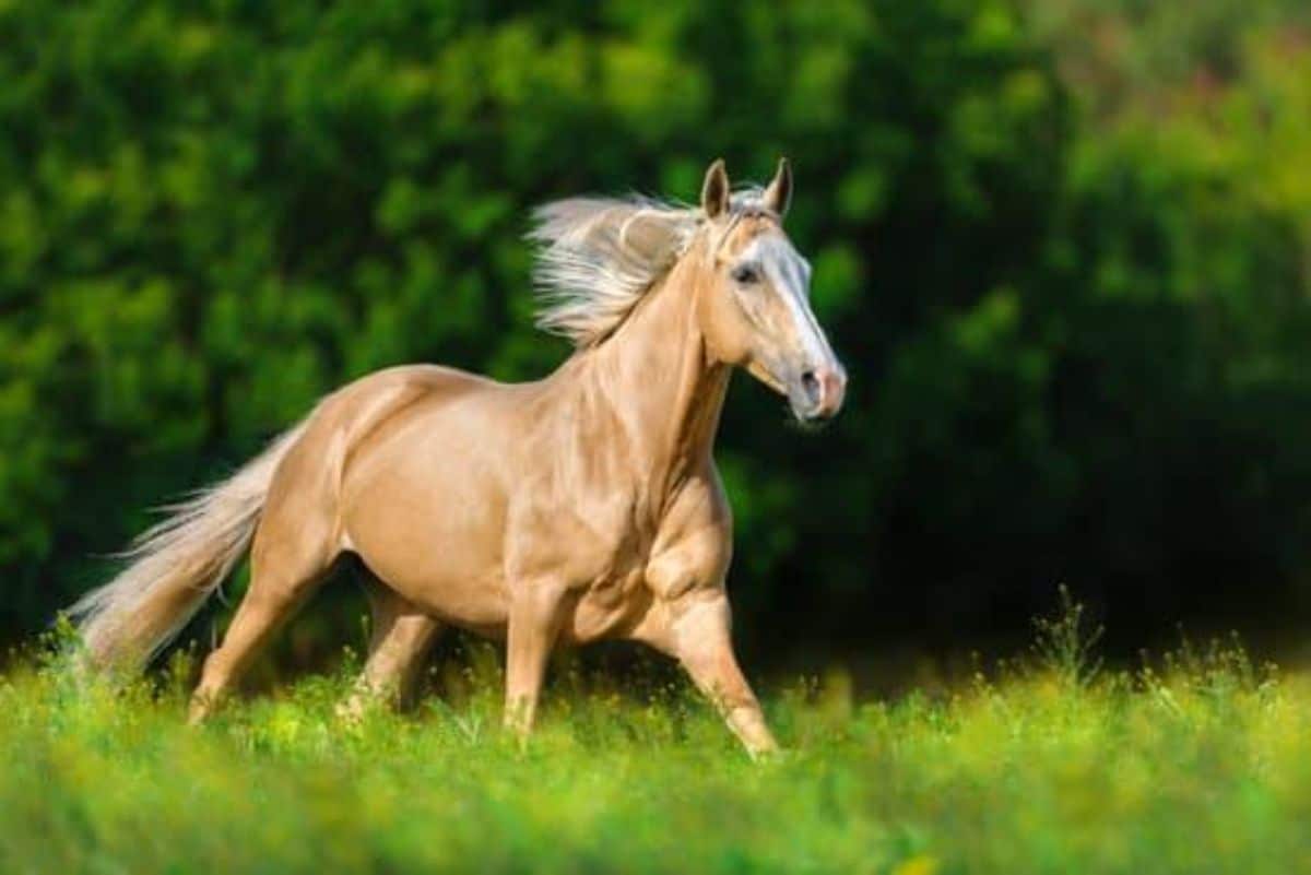 An elegeant golden Deliboz horse with a shiny coat runs on a field.