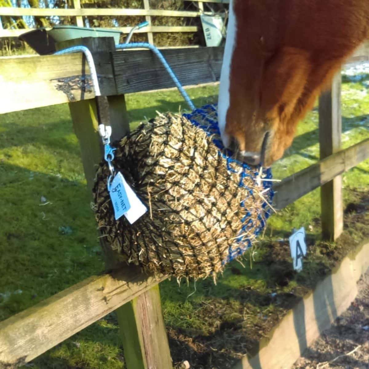 A brown horse grazes from a net feeder hanging on a wooden fence.