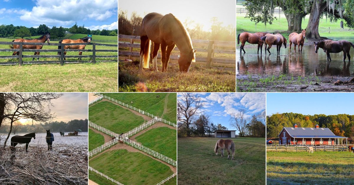 7 Horse Pasture Ideas To Inspire You (With Photos) facebook image.