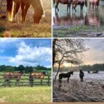 7 Horse Pasture Ideas To Inspire You (With Photos) pinterest image.