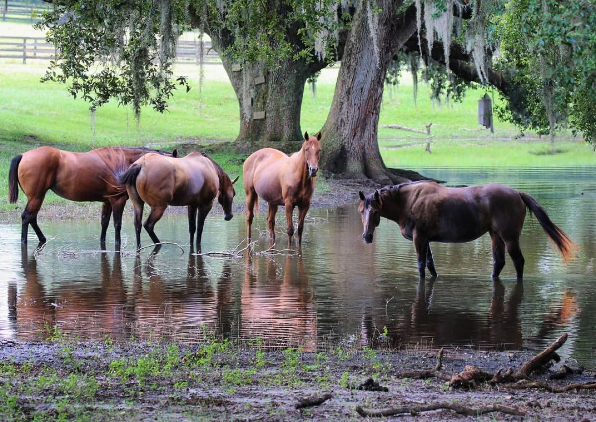 A herd of horses stands in a ranch pond.