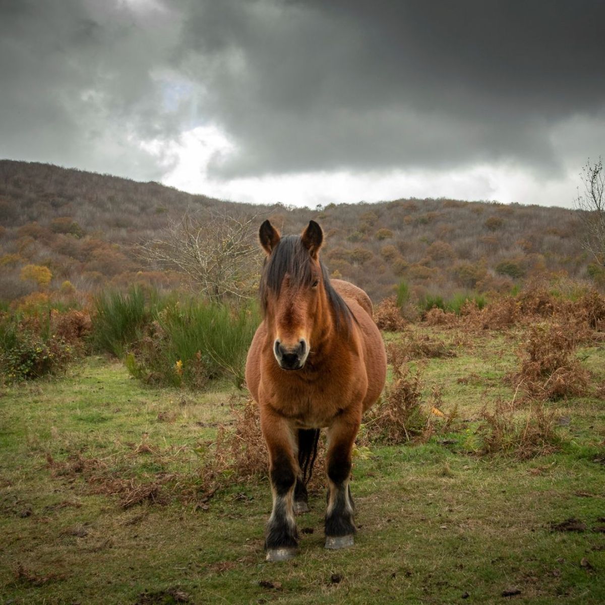 An adorable brown Jaca Navarra with a black mane stands on a field.