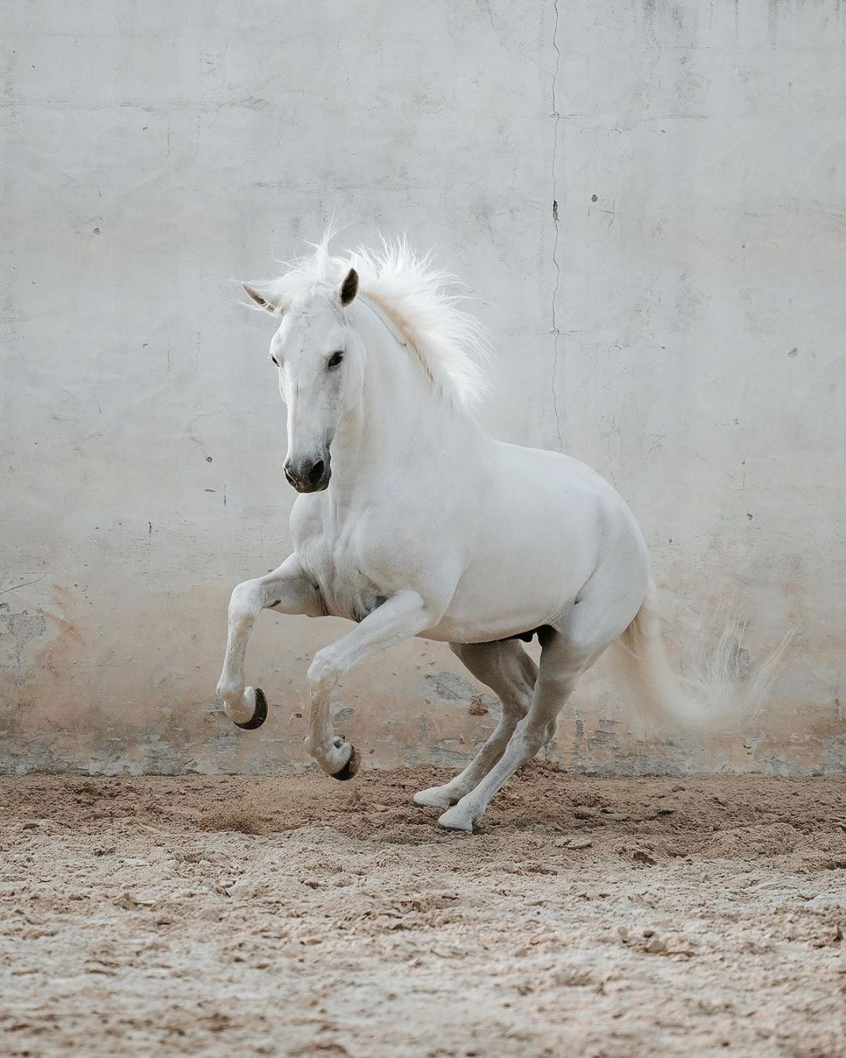 A beautiful white Lusitano horse jumps in the arena.