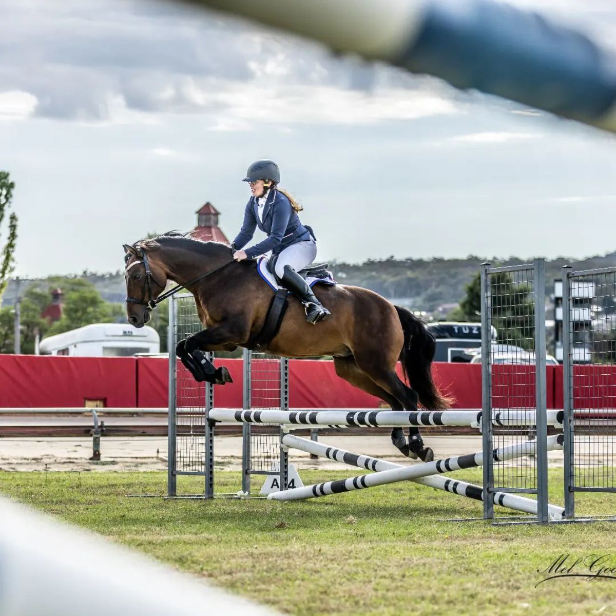 An equestrian rider rides a brown Morgan Horse in a competition.