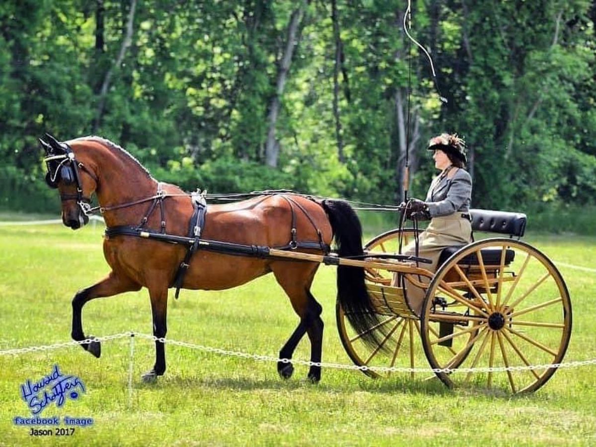 A brown Morgan horse pulls a wagon on a field.