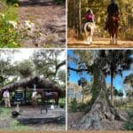 7 Most Beautiful Horseback Riding Trails In Florida pinterest image.