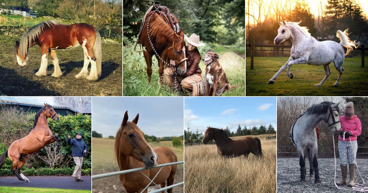 7 Most Loyal Horse Breeds in the World (with Photos) facebook image.