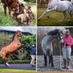 7 Most Loyal Horse Breeds in the World (with Photos) pinterest image.