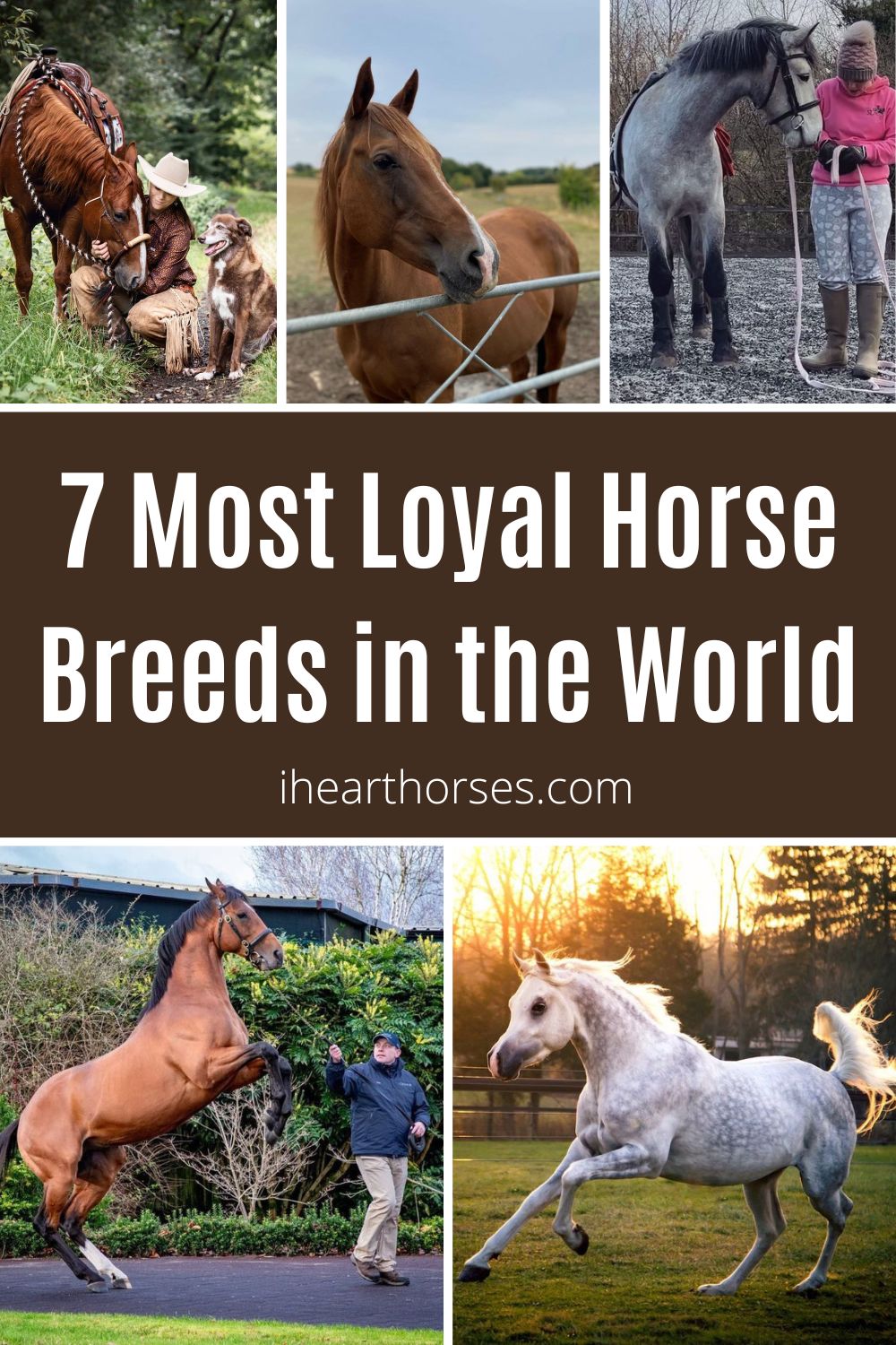 7 Most Loyal Horse Breeds in the World (with Photos)