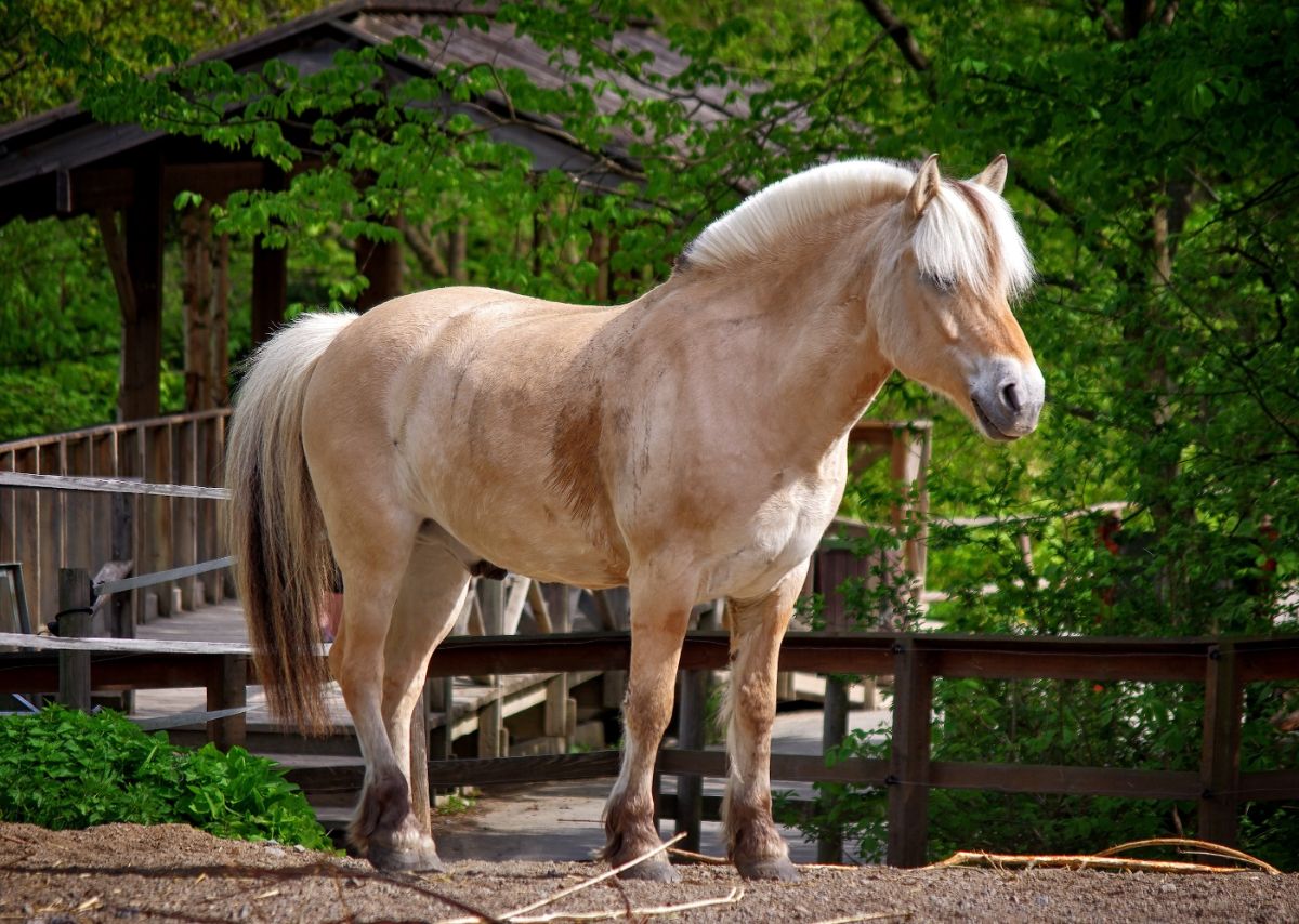 A light-brown Norwegian Fjord horse stands on a ranch.