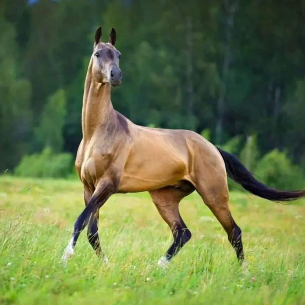 A golden Akhal-Teke horse with a shiny coat stands on a field.