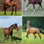 7 of the Most Dangerous Horse Breeds in the World (with Photos) pinterest image.