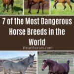 7 of the Most Dangerous Horse Breeds in the World (with Photos) pinterest image.