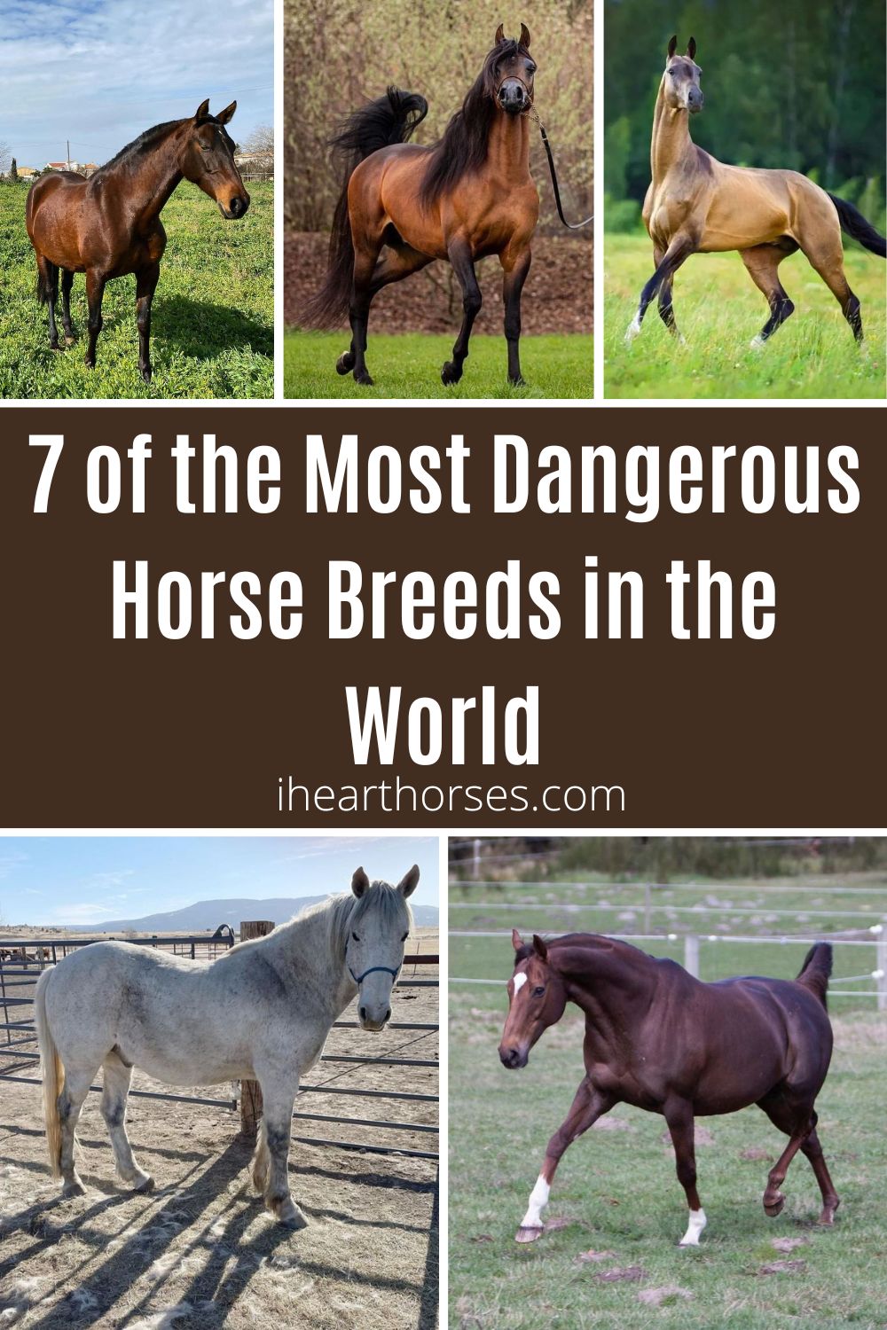 7 Of The Most Dangerous Horse Breeds In The World (with Photos)