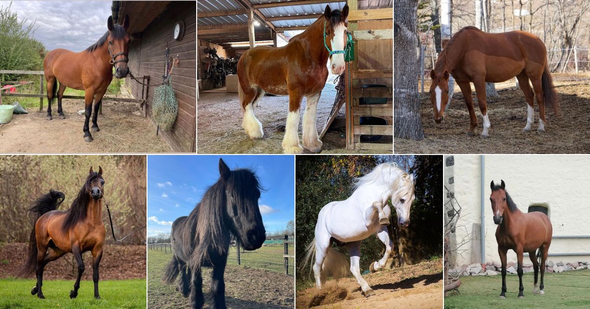 7 Royal-Worthy Horse Breeds (With Photos) facebook image.