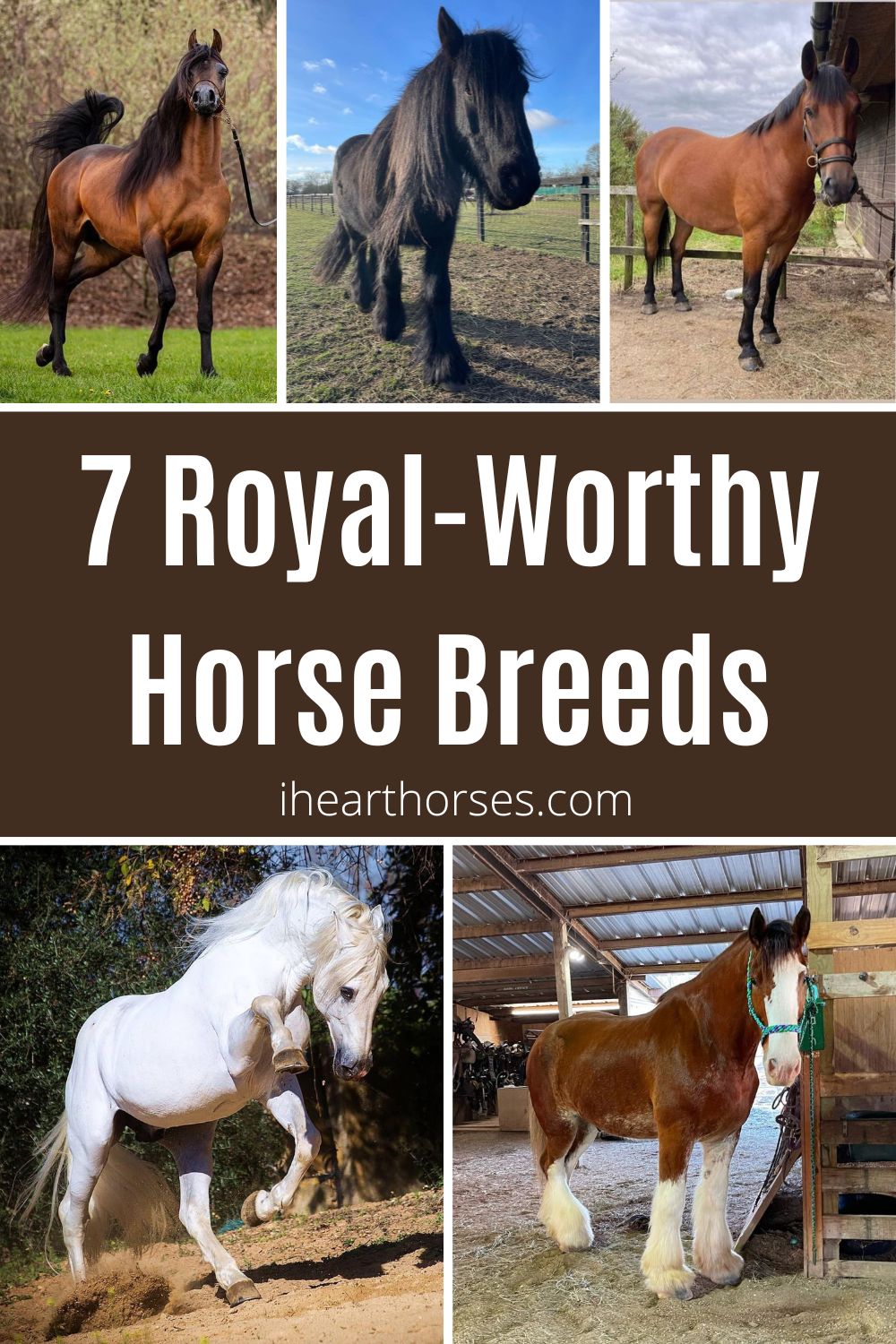 7 Royal-Worthy Horse Breeds (With Photos)