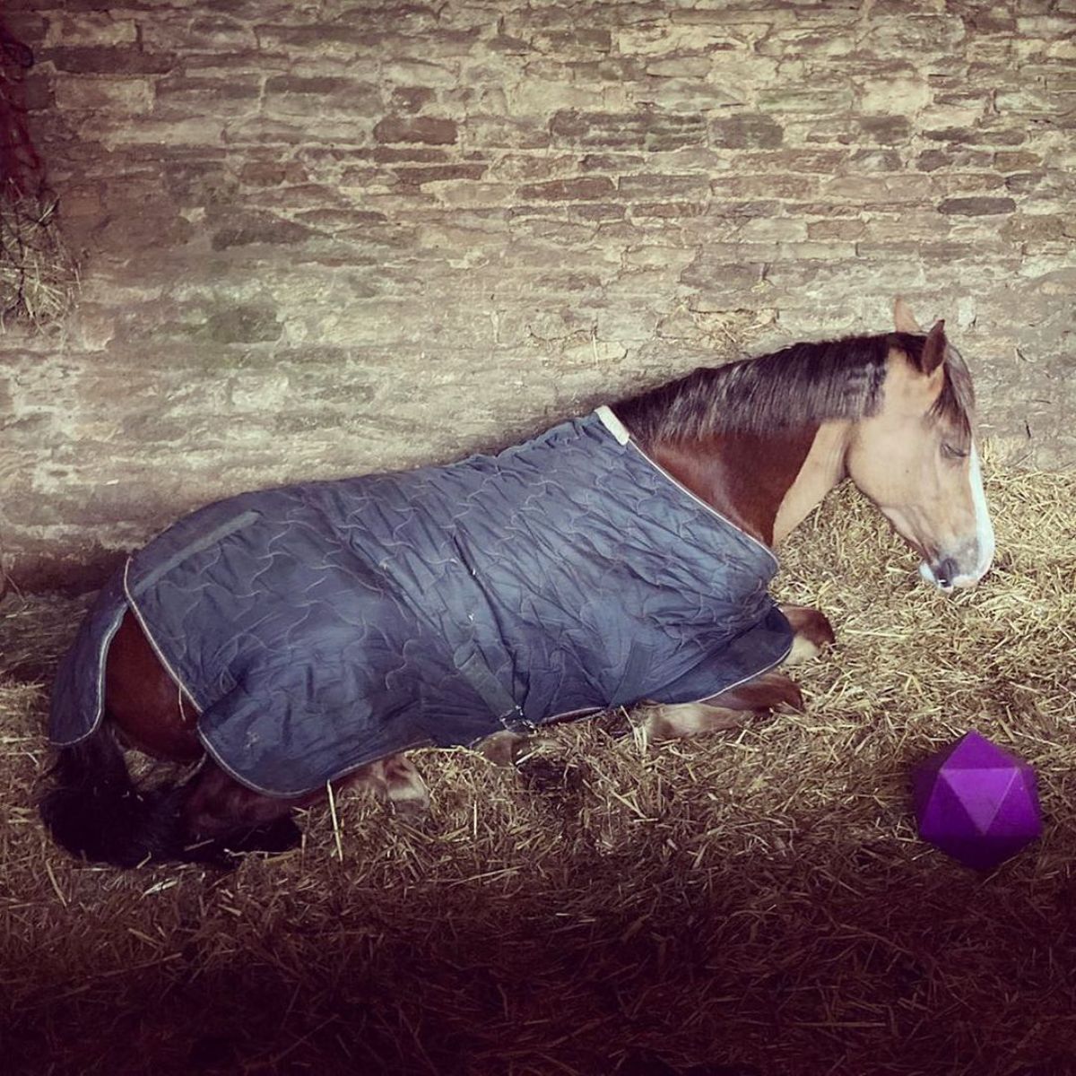 A brown horse sleeps in a stable.