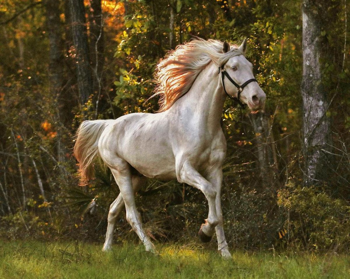 A white Tennessee Walking Horse runs on a meadow.