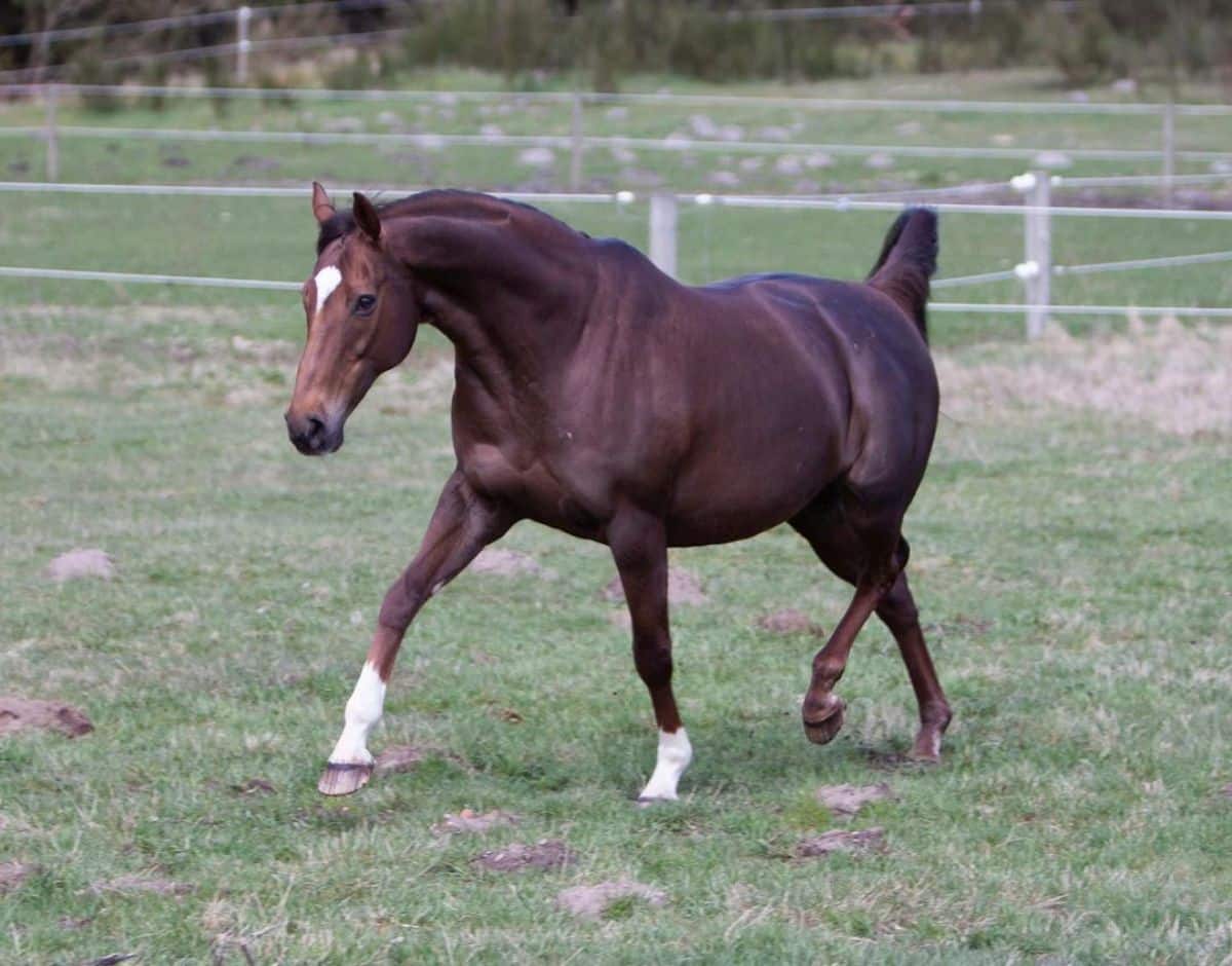 A brown Thoroughbred horse walks on a ranch.