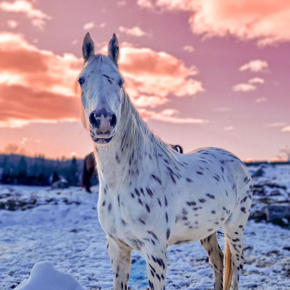 A beautiful Appaloosa horse stands on the snow-covered ground.