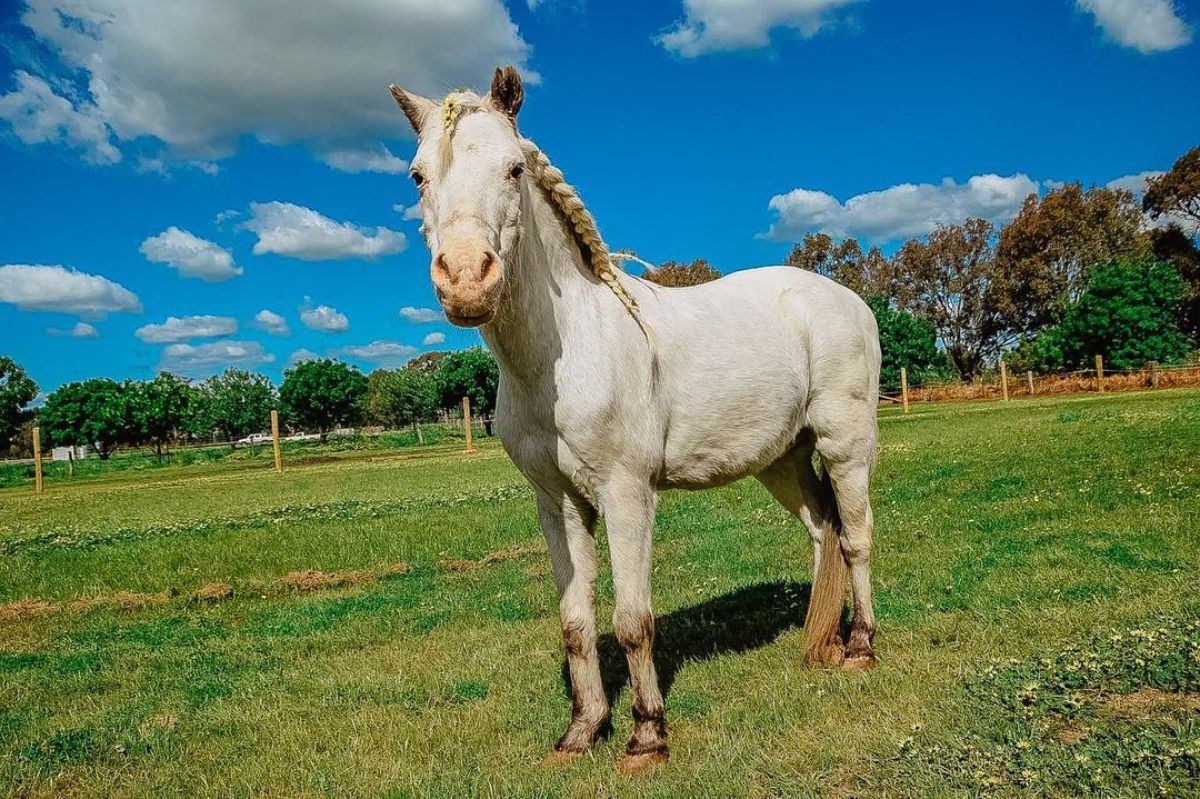 An adorable white Australian Spotted Pony with a curled mane stands on a ranch.